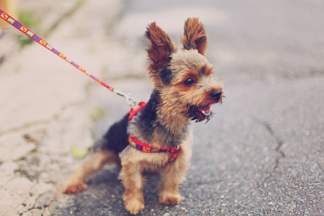 How to Train Your Dog to Not Have Opposition Reflex How to Train Your Dog to Not Have Opposition Reflex